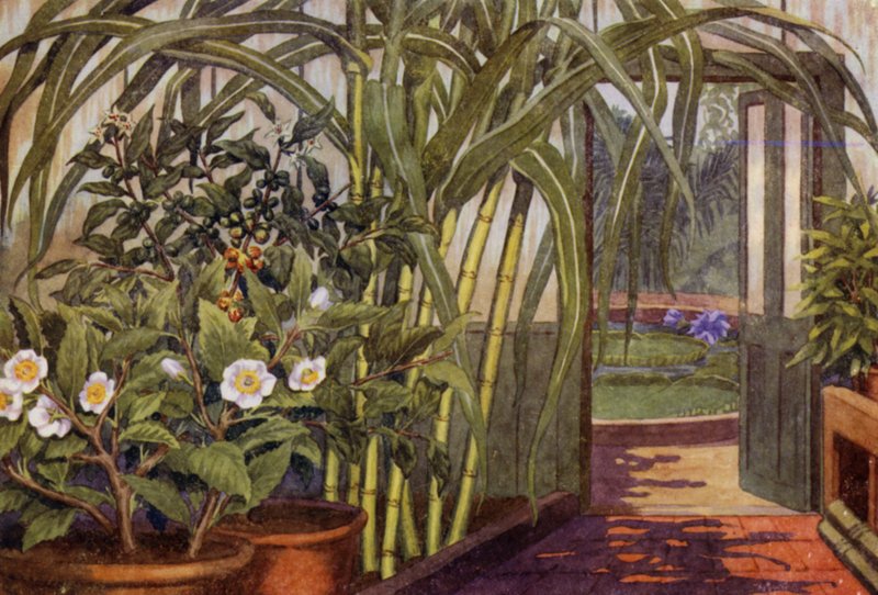 Sockerrör, teväxt och kaffeväxt (färg litho) av Percy James Billinghurst