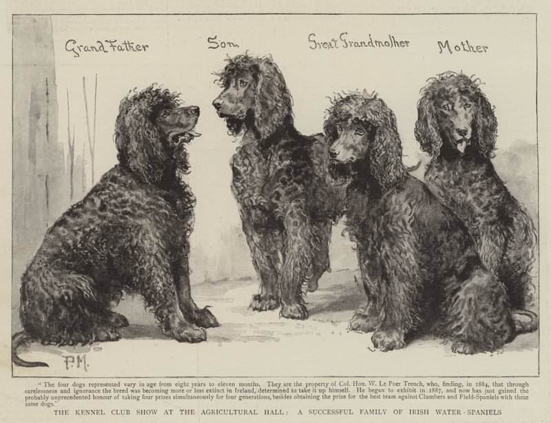 Kennelklubbens utställning i Agricultural Hall, en framgångsrik familj med irländska vattenspaniels av Percy Macquoid