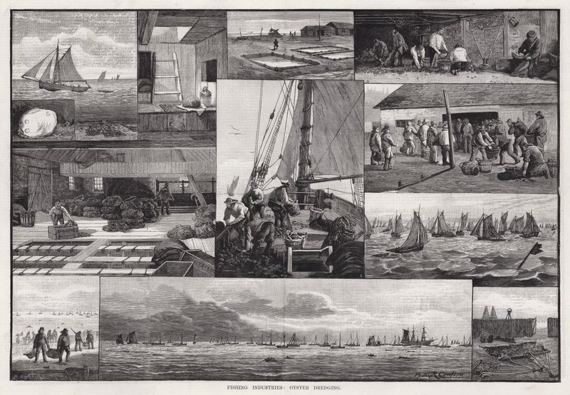 Fiskeindustrier, ostronmuddring (gravyr) av Percy Robert Craft