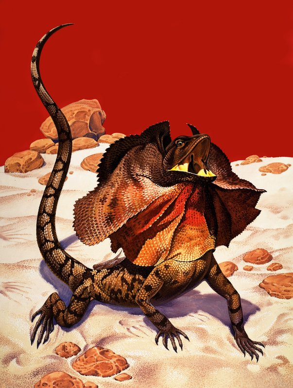 Frilled Lizard (gouache på papper) av Peter Jackson