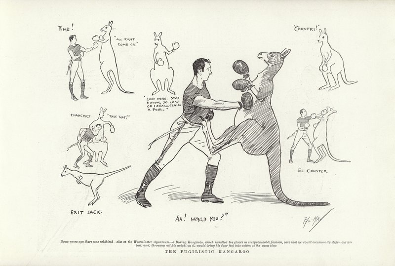 Den pugilistiska kängurun av Phil May