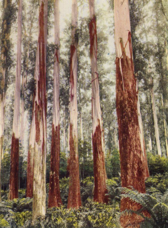 A Forest Glen (färgfoto) av Photographer Australian