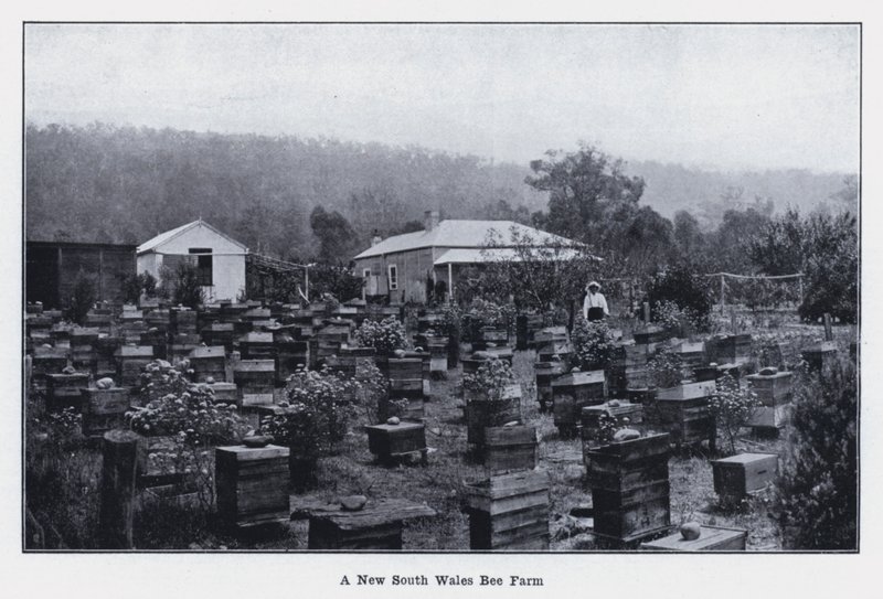 A New South Wales Bee Farm (s/v foto) av Photographer Australian
