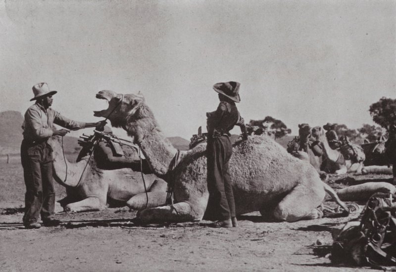 Kamellag med ansvariga aboriginer tillhandahåller utplacerade poster i centrala Australien (s/v foto) av Photographer Australian