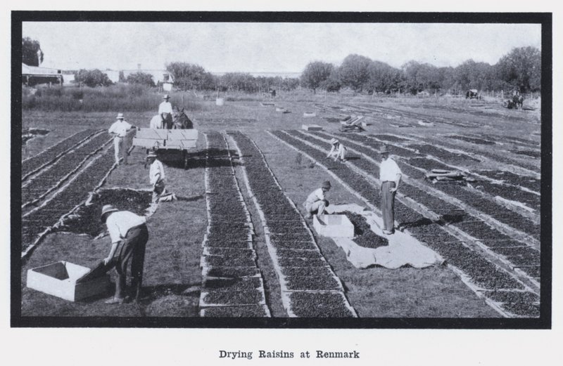 Torka russin på Renmark (s/v foto) av Photographer Australian