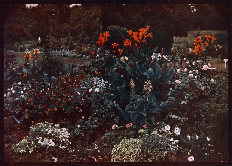 Blomsterbädd i Botanical Gardens, Sydney, New South Wales, Australien (färgfoto) av Photographer Australian
