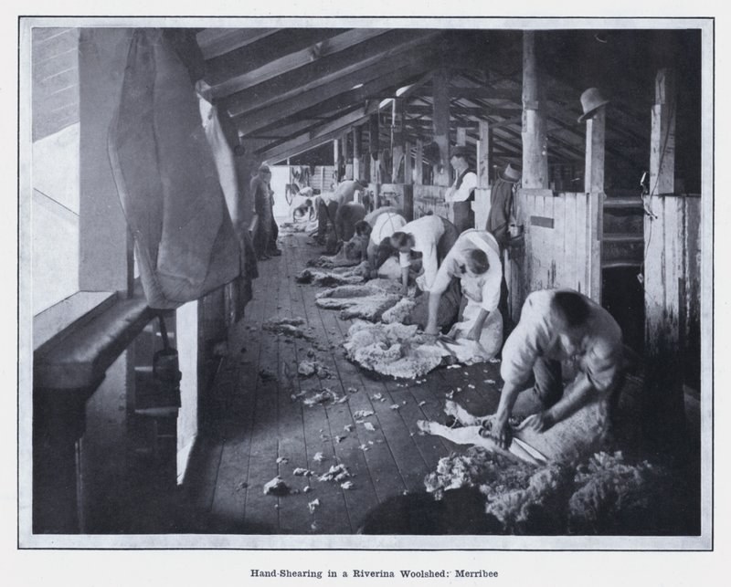 Handklippning i ett Riverina Woolshed, Merribee (s/v foto) av Photographer Australian