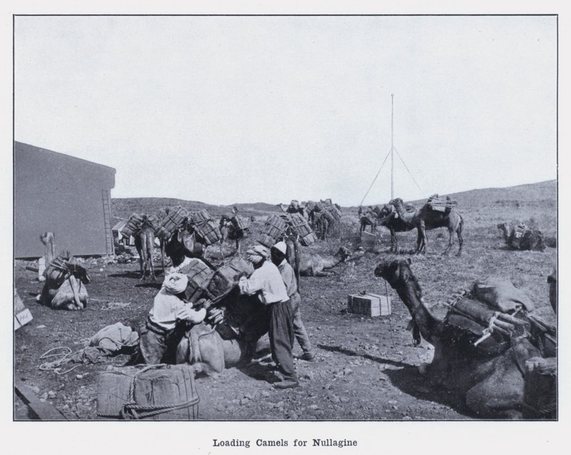 Laddar kameler för Nullagine (s/v foto) av Photographer Australian