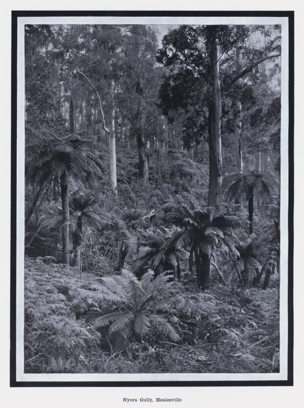 Nyora Gully, Healesville (s/v foto) av Photographer Australian
