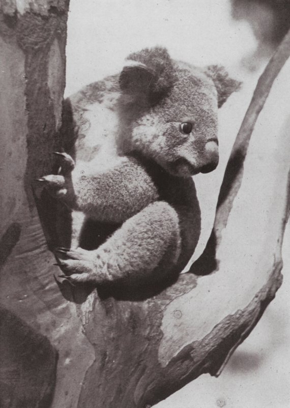 Den unika koalan eller infödda björnen (s/v foto) av Photographer Australian