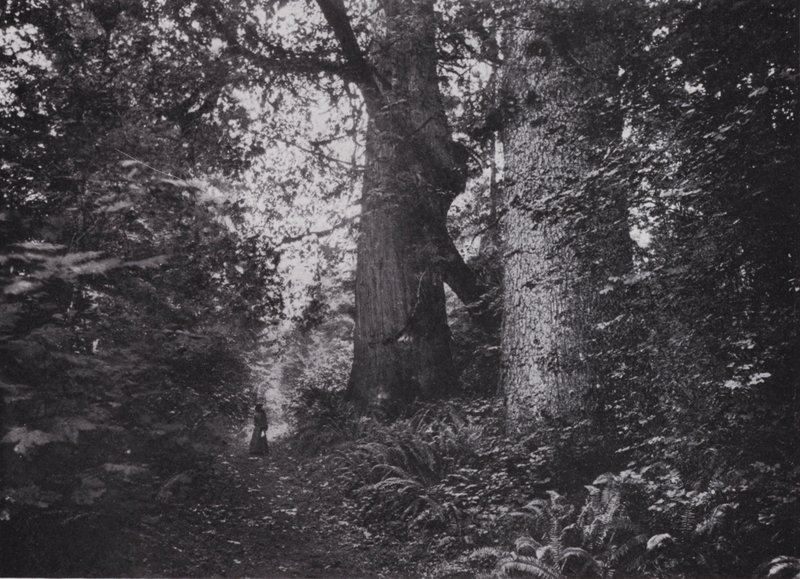 Forest Giants, Stanley Park, Vancouver (s/v foto) av Photographer Canadian