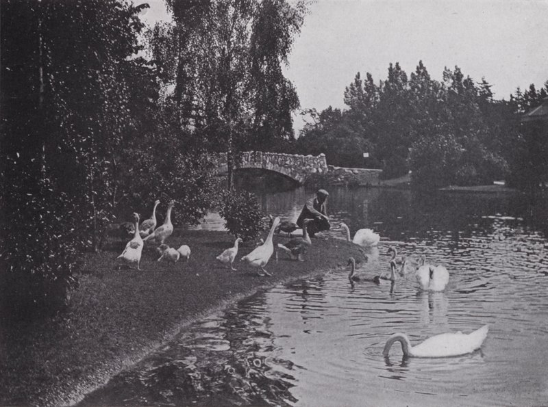 Lake, Beacon Hill Park, Victoria, British Columbia (s/v foto) av Photographer Canadian