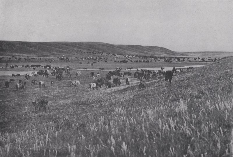 Range Cattle on the Rolling Uplands of Alberta (s/v foto) av Photographer Canadian