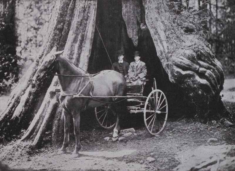 The Big Tree, Stanley Park, Vancouver (s/v foto) av Photographer Canadian