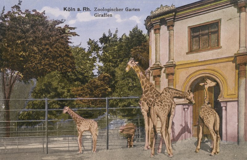 Kölns djurpark, giraffer (foto) av Photographer German
