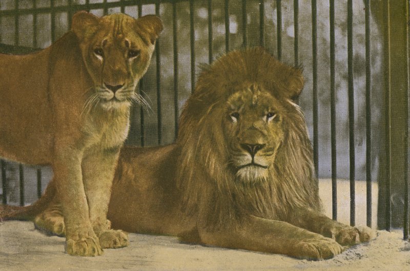 Kölns djurpark, Lions (foto) av Photographer German