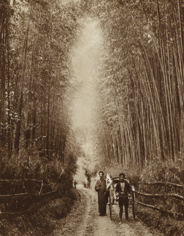 Bamboo Grove, Japan (s/v foto) av Photographer Japanese