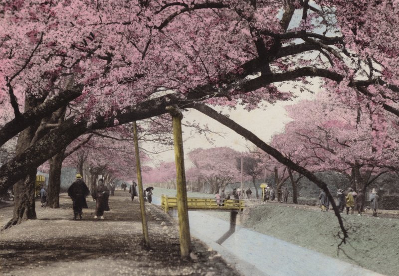 Japan, ca 1912: Cherry Blossom vid Koganei, nära Tokyo (foto) av Photographer Japanese