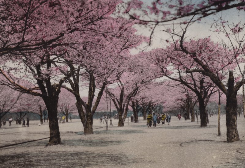 Japan, ca 1912: Körsbärsblomning i Uyeno Park, Tokyo (foto) av Photographer Japanese