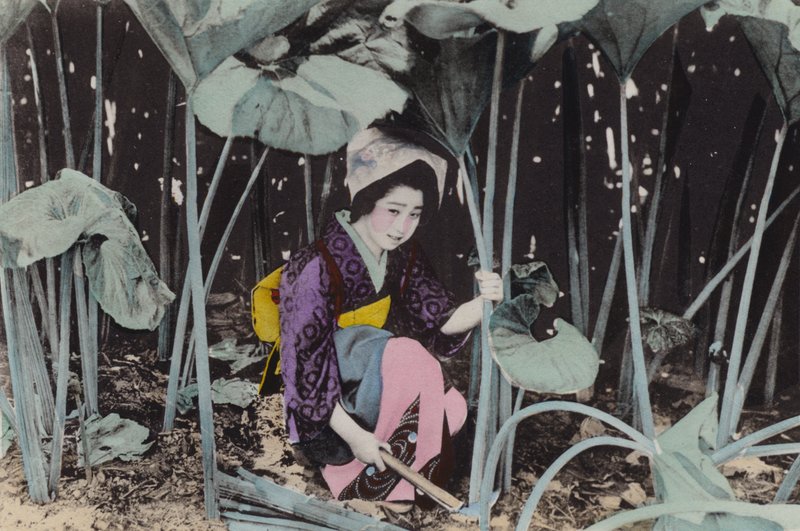 Japan, ca 1912: Enorm myrrabarber, vild växt, Akita (foto) av Photographer Japanese