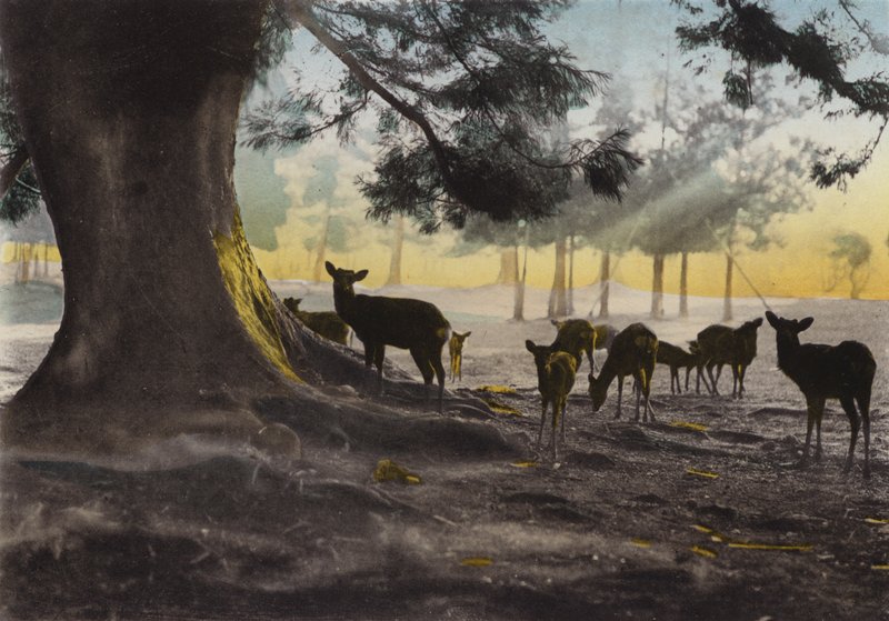 Japan, ca 1912: Kasuga-templets mark med tama rådjur som strövar omkring, Nara (foto) av Photographer Japanese
