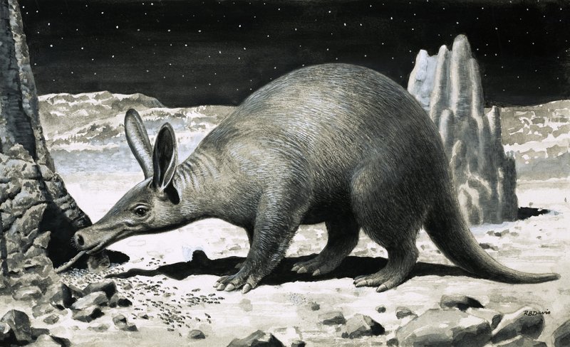 Aardvark av R.B. Davis