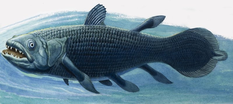 Coelacanth av R.B. Davis
