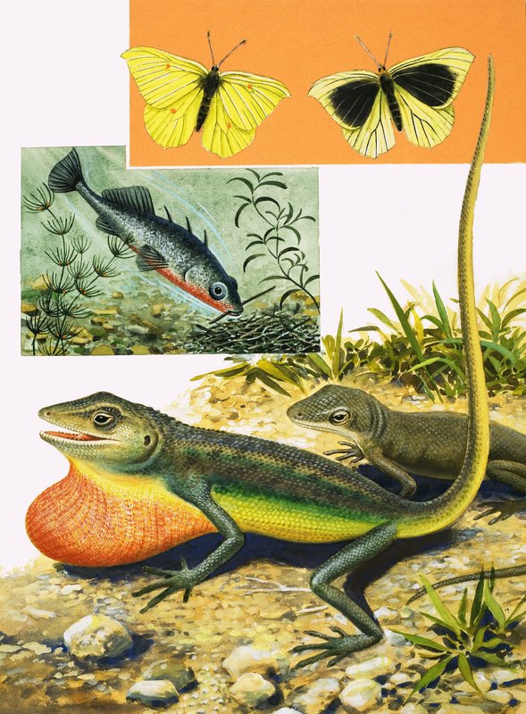 Knäcka färgkoden av R.B. Davis