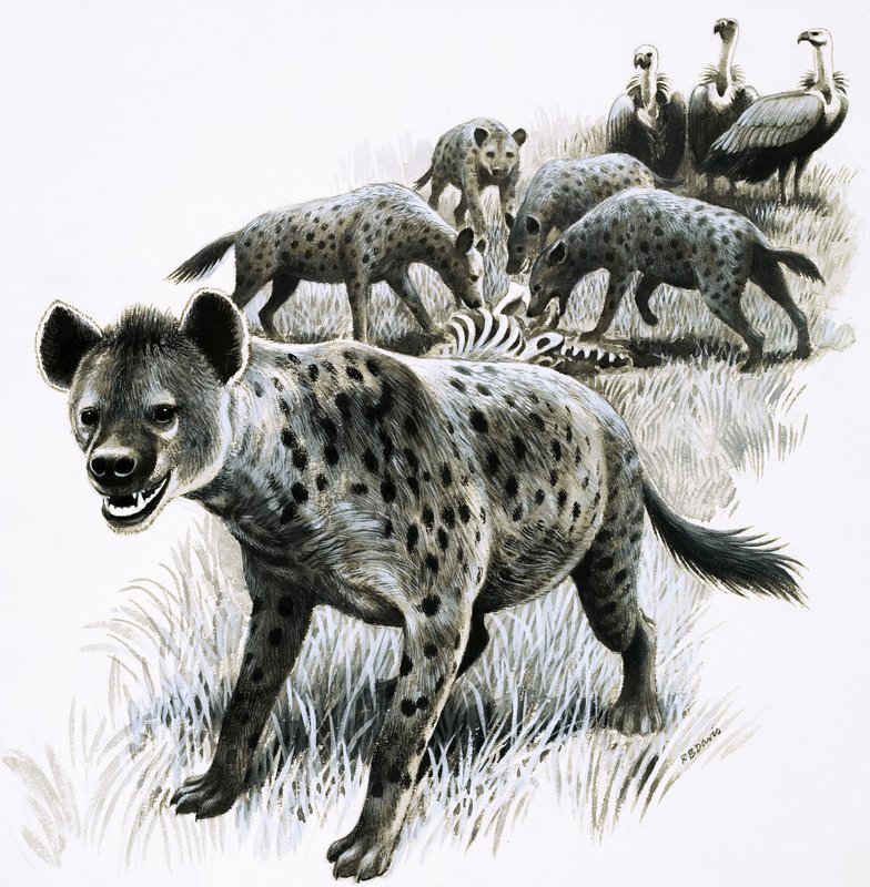 Hyenor äter av ett zebrakadaver med gamar som tittar på av R.B. Davis