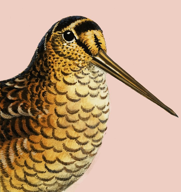 Att titta på naturen: Skogssnäppan av R.B. Davis