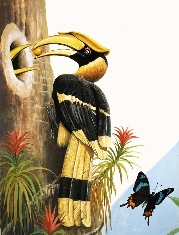 Hornbill av R.B. Davis