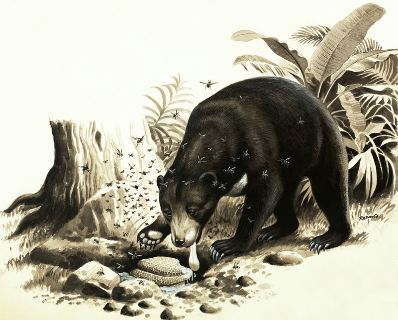 The Malayan Sun Bear plundrar ett bo på honung av R.B. Davis