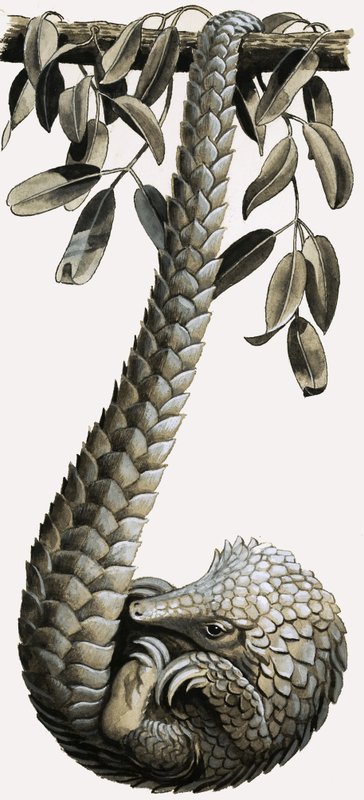 Pangolin av R.B. Davis