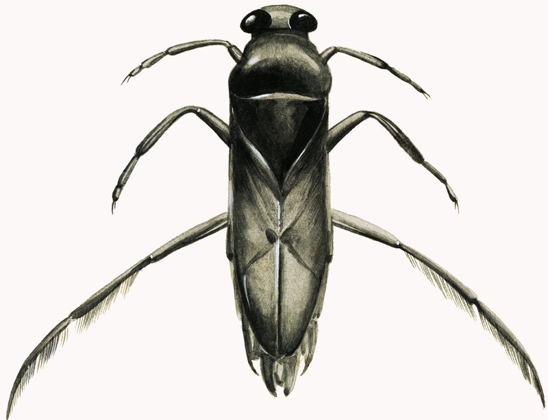 Water Boatman (gouache på papper) av R.B. Davis