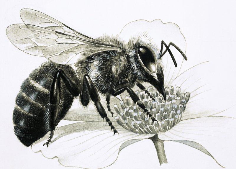 Arbetarbiet samlar nektar från blomman av R.B. Davis