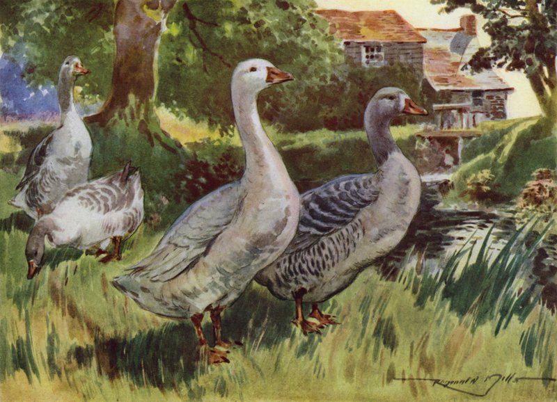 Illustration för My Farm (färg litho) av Reginald Mills