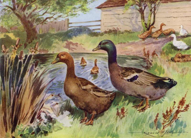 Illustration för My Farm (färg litho) av Reginald Mills