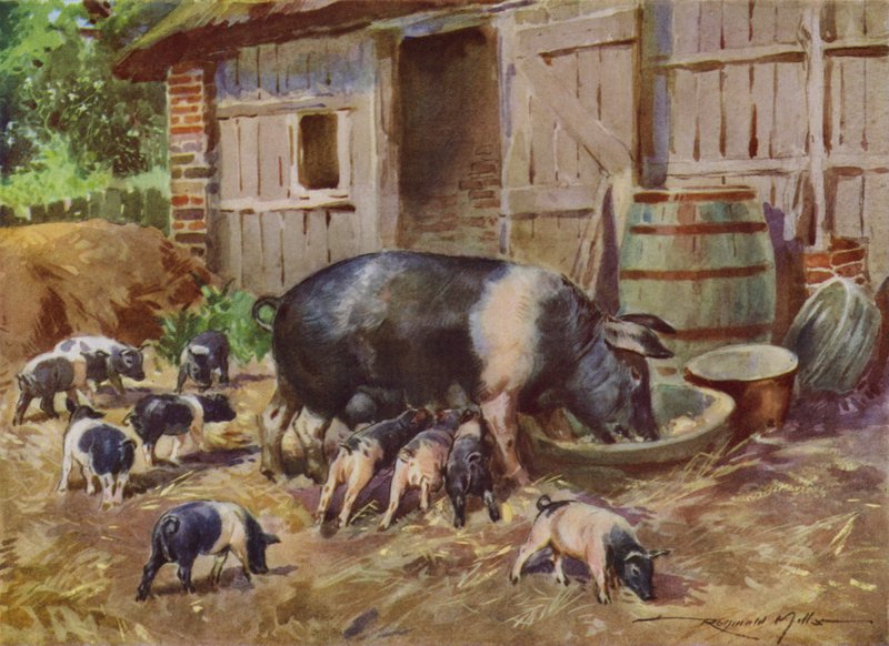 Illustration för My Farm (färg litho) av Reginald Mills