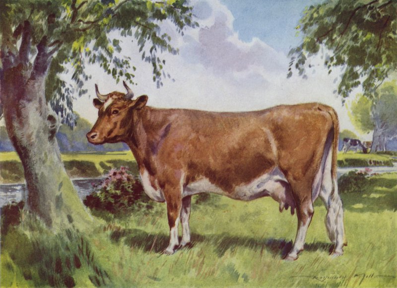 Illustration för My Farm (färg litho) av Reginald Mills