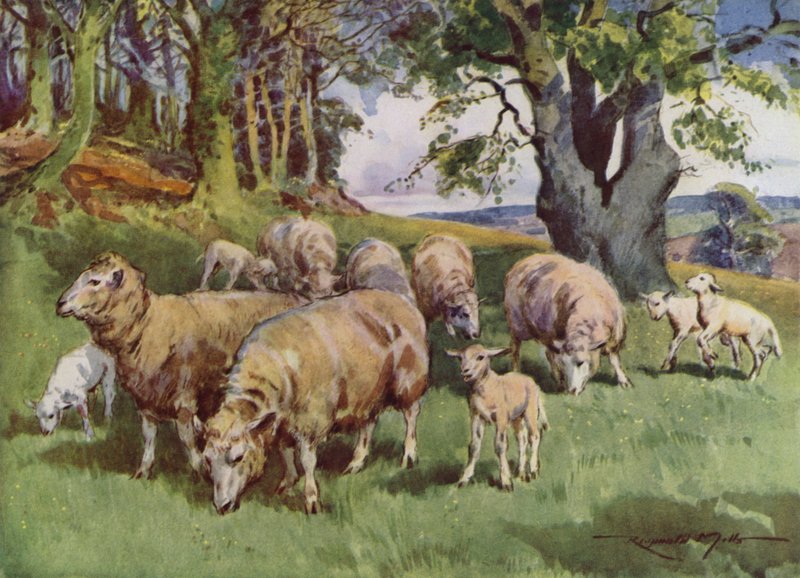 Illustration för My Farm (färg litho) av Reginald Mills