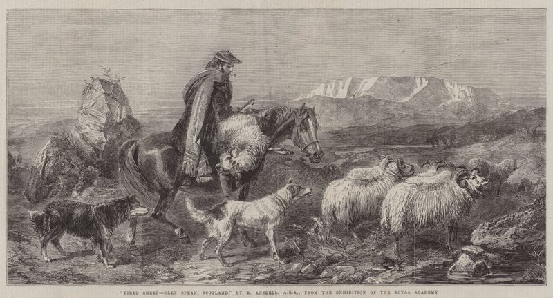 Trötta får, Glen Spean, Skottland, från utställningen av Royal Academy av Richard Ansdell