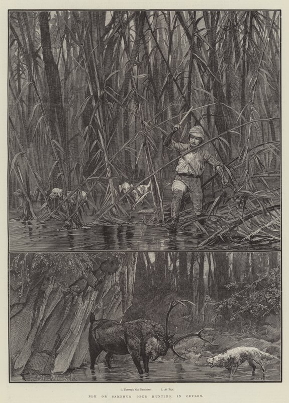 Älg- eller Sambhur-hjortjakt, i Ceylon av Richard Caton Woodville junior