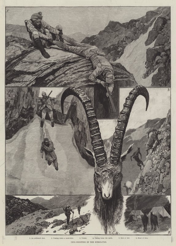 Ibex-Shooting in the Himalaya gravyr av Richard Caton Woodville junior
