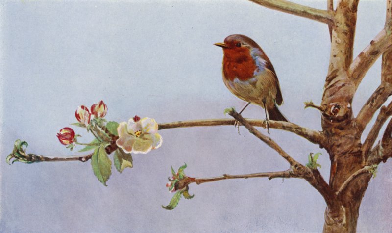 Robin (foto) av Richard and Cherry Kearton