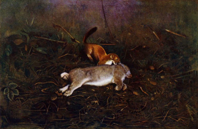 Stoaten (foto) av Richard and Cherry Kearton