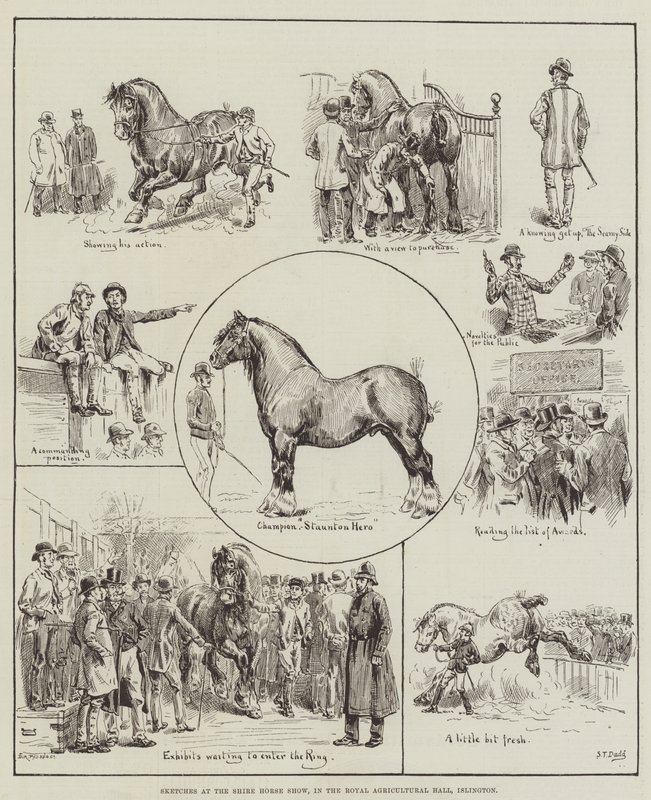Skisser från Shire Horse Show, i Royal Agricultural Hall, Islington av S.T. Dadd