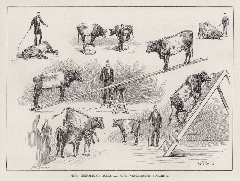 The Performing Bulls at the Westminster Aquarium (gravyr) av S. T. Dadd