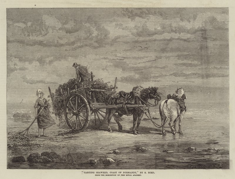 Carting Seaweed, Normandies kust, från utställningen av Royal Academy av Samuel C. Bird