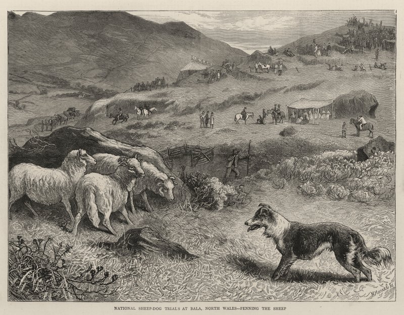 National Sheep-Dog Trials på Bala, North Wales, Penning the Sheep av Samuel Edmund Waller