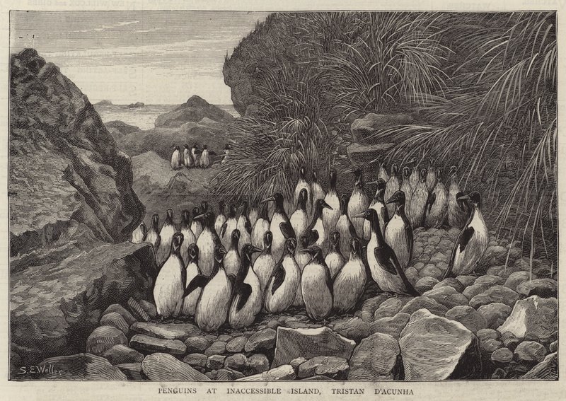 Pingviner på Inaccessible Island, Tristan DA cunha av Samuel Edmund Waller
